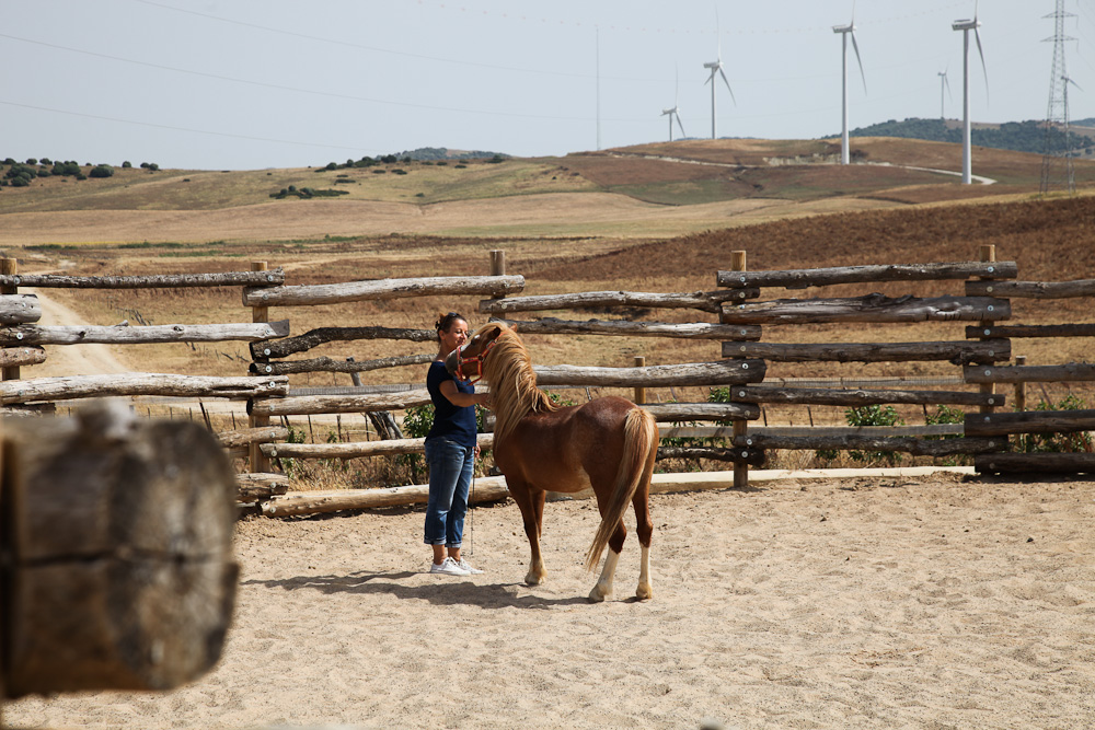 Pferdeflüsterer werden in Andalusien