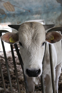 Fattoria Barbialla Nuova, Nicola Bramigk