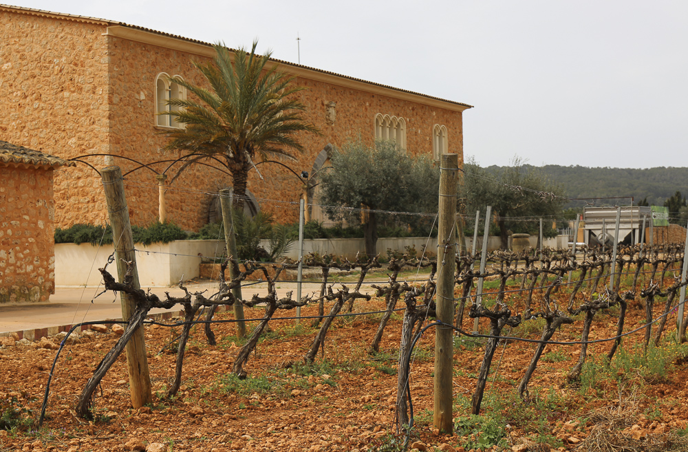 Bodegas Angel, Nicola Bramigk